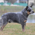 BALERO WEINHOUND