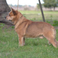 MALAMBO WEINHOUND