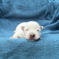 CRISPY CALLAN BILLABONG HEELER CRISPY CALLAN BILLABONG HEELER