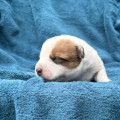 CATCHY COEN BILLABONG HEELER CATCHY COEN BILLABONG HEELER