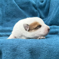 CRYSTALLINE COOBA BILLABONG HEELER CRYSTALLINE COOBA BILLABONG HEELER