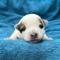 COSMIC CHIPPIAH BILLABONG HEELER COSMIC CHIPPIAH BILLABONG HEELER