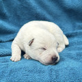 COURAGEOUS CYRILL BILLABONG HEELER COURAGEOUS CYRILL BILLABONG HEELER
