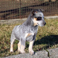 HENRIETTA OD DORRINKY