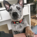 CANIS DINGO DEL BOY