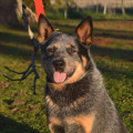 YARRA II AUSSIE BLUE