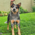 GRAPA WEINHOUND