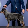 TRENZA WEINHOUND