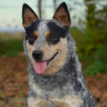 JINX WARRIGAL PAWS JINX WARRIGAL PAWS