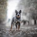 VALLESANTA RANCH ACD HARLEY QUINN VALLESANTA RANCH ACD HARLEY QUINN