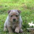 JURUMI WEINHOUND