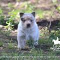 CAMOATI WEINHOUND