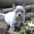 PANAMBI WEINHOUND