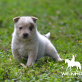 MANGANGA WEINHOUND