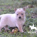 MAMBORETA WEINHOUND