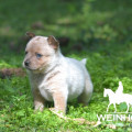 TUCURA WEINHOUND
