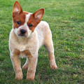 MONTANA DINGO DUST MONTANA DINGO DUST