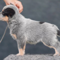 LIMABAND OUT OF SUPERDOGS LIMABAND OUT OF SUPERDOGS