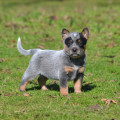 MEQUETREFE WEINHOUND MEQUETREFE WEINHOUND