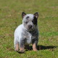 COSCORRON WEINHOUND COSCORRON WEINHOUND
