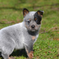 ENGRUPIDA WEINHOUND ENGRUPIDA WEINHOUND