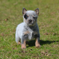 ZALAMERA WEINHOUND ZALAMERA WEINHOUND