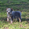 CASIMIRO WEINHOUND