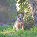 CANGAPOL WEINHOUND