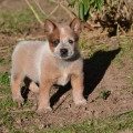 CIPRIANO WEINHOUND