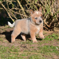 CALFUCURA WEINHOUND