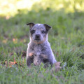 RUFINA WEINHOUND