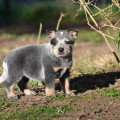 EULOGIA WEINHOUND