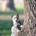 JACINTA WEINHOUND