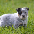 PAPUSA WEINHOUND