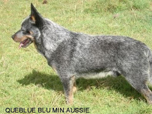 QUEBLUE BLUE MIN AUSSIE » Pedigree database Australian Cattle Dog;