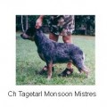 TAGETARL MONSOON MISTRES TAGETARL MONSOON MISTRES
