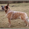 ARCHIE BRAVE DROVER ARCHIE BRAVE DROVER
