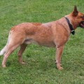 ARMANI BRAVE DROVER ARMANI BRAVE DROVER