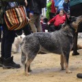 DINGOSTAR A-WALTZING MATILDA WITH ME