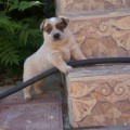 DINGOSTAR BANJO FAMOUS AUSTRALIAN