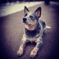 DINGOSTAR BUSHRANGER