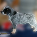 DINGOSTAR CAPTAIN COOK