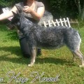 SWEET BLUE DINGO CGC SWEET BLUE DINGO CGC