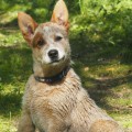 DINGOSTAR DINKUM AUSSIE