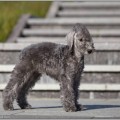RELAX BEDLINGTON UKRAIN RELAX BEDLINGTON UKRAIN