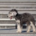 RELENZI BEDLINGTON UKRAIN RELENZI BEDLINGTON UKRAIN