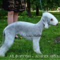 AH FORTUNA S DOLGIH PRUDOV AH FORTUNA S DOLGIH PRUDOV