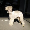 DIVA BEDLINGTON UKRAIN DIVA BEDLINGTON UKRAIN