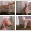 REAL LITTLE FIGHTER BEDLINGTON UKRAIN REAL LITTLE FIGHTER BEDLINGTON UKRAIN