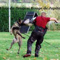 ELVIS DU DRAGON ROUGE DE JUPITER
